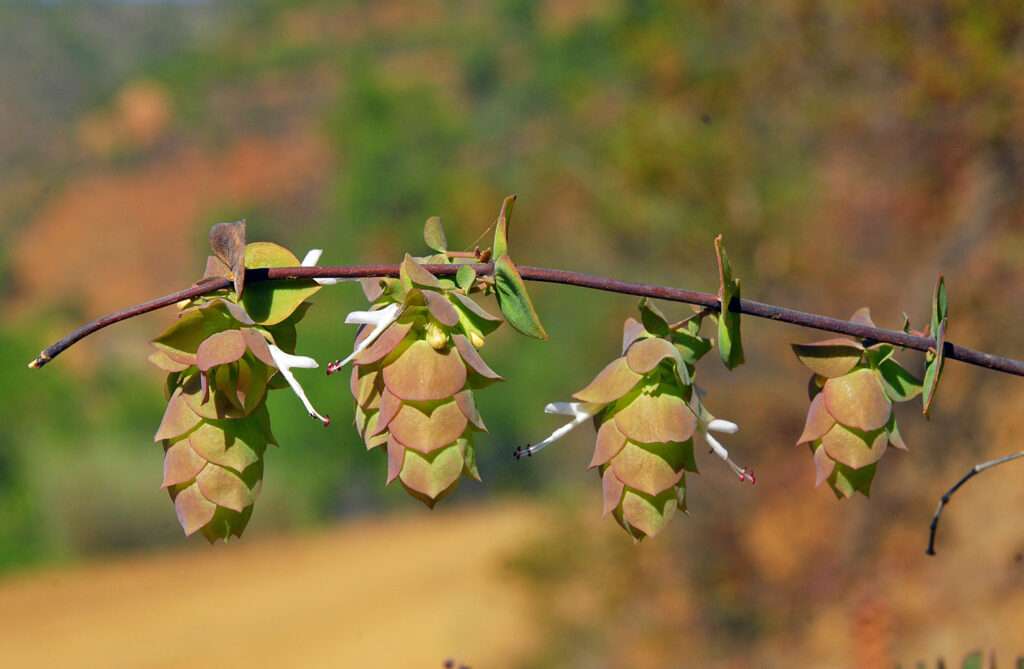Origanum cordifolium