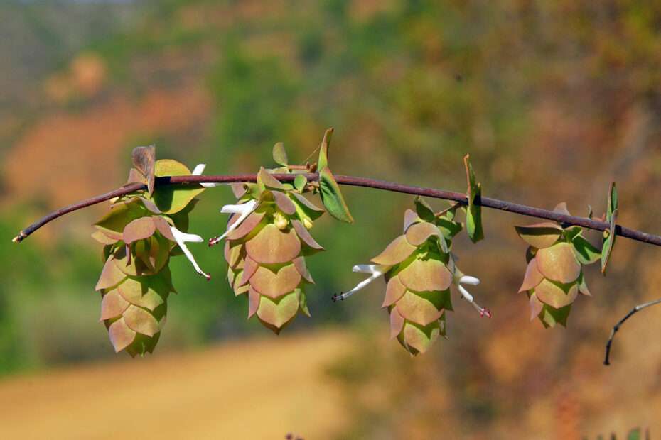 Origanum cordifolium