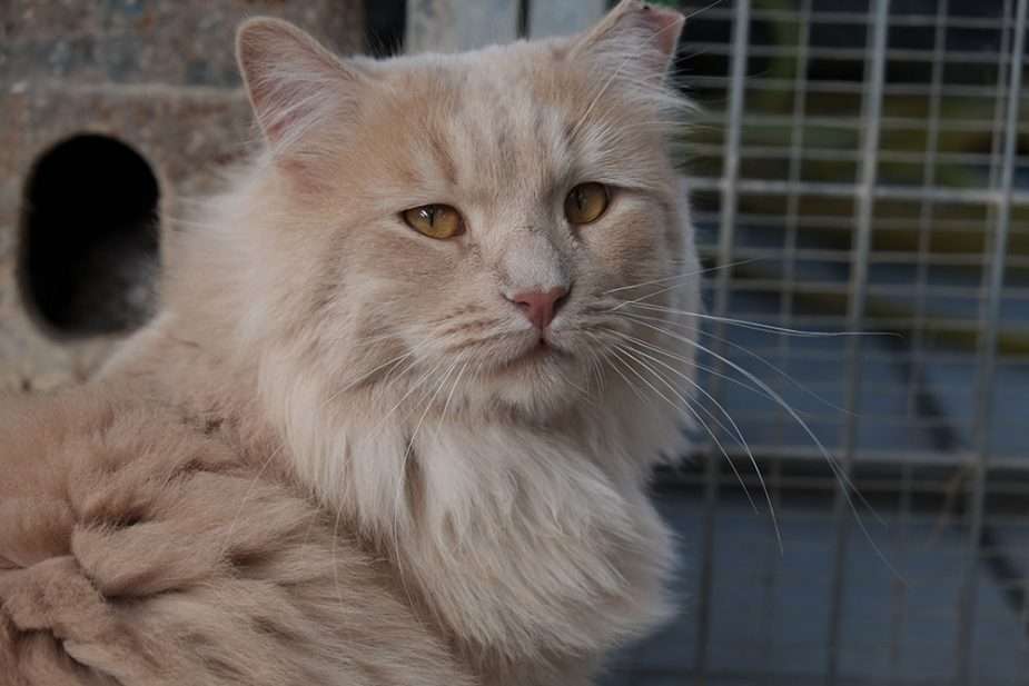 cat