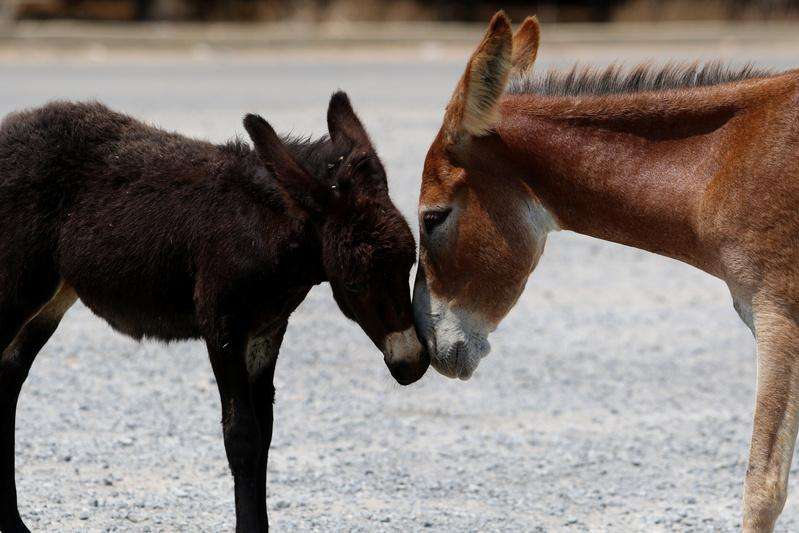 donkeys