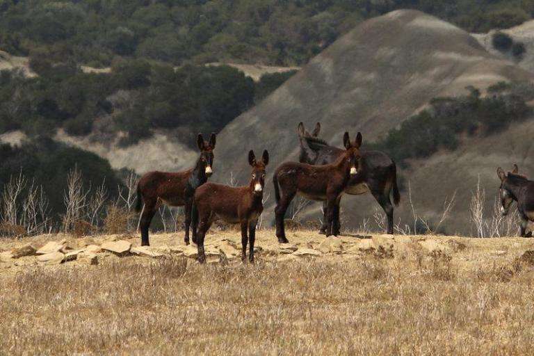 wild donkeys