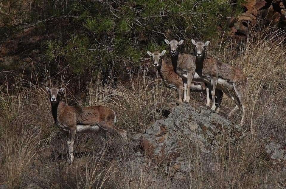 mouflon2
